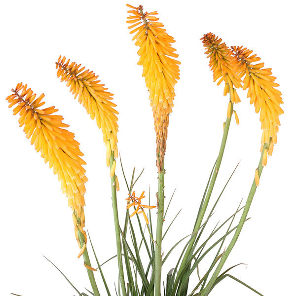 Echo Mango Red Hot Poker