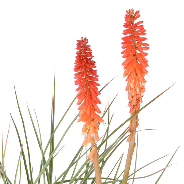 Echo Rojo Red Hot Poker