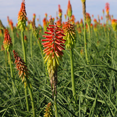 Fire Dance Red Hot Poker