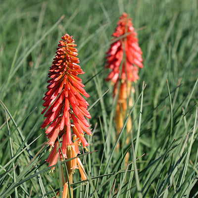 Papaya Popsicle Red Hot Poker