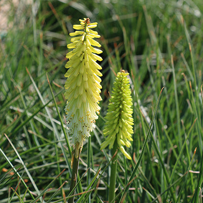 Pineapple Popsicle Red Hot Poker