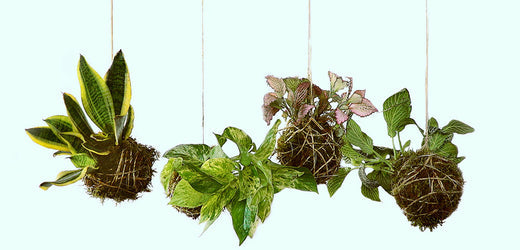 Kokedama and Your Houseplants