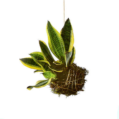 How to Care for Kokedama  Costa Farms