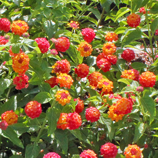 Evita Red