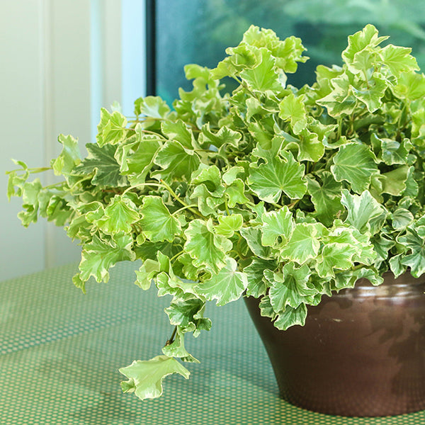 Lauren's Lace Ivy