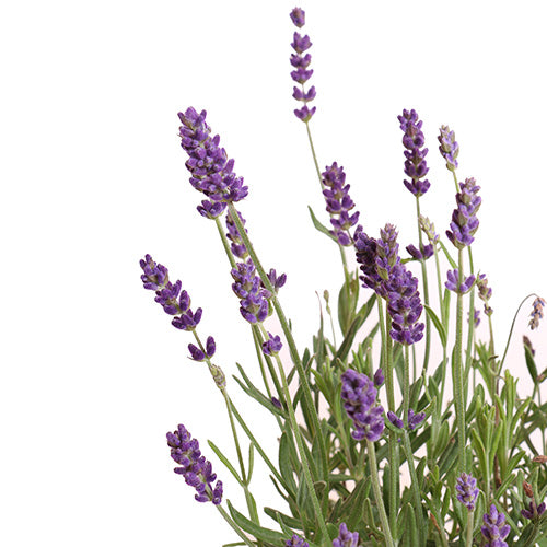 Ellagance Purple English Lavender