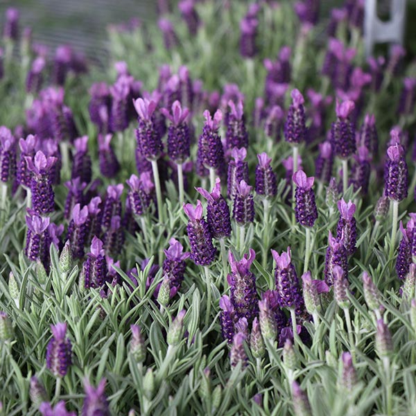 A Guide to Growing French Lavender