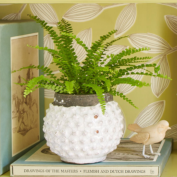 Lemon Button Fern