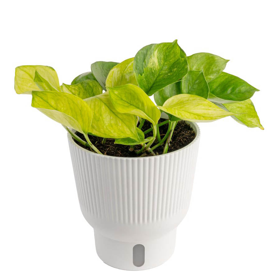 Lemon Top Pothos  Costa Farms
