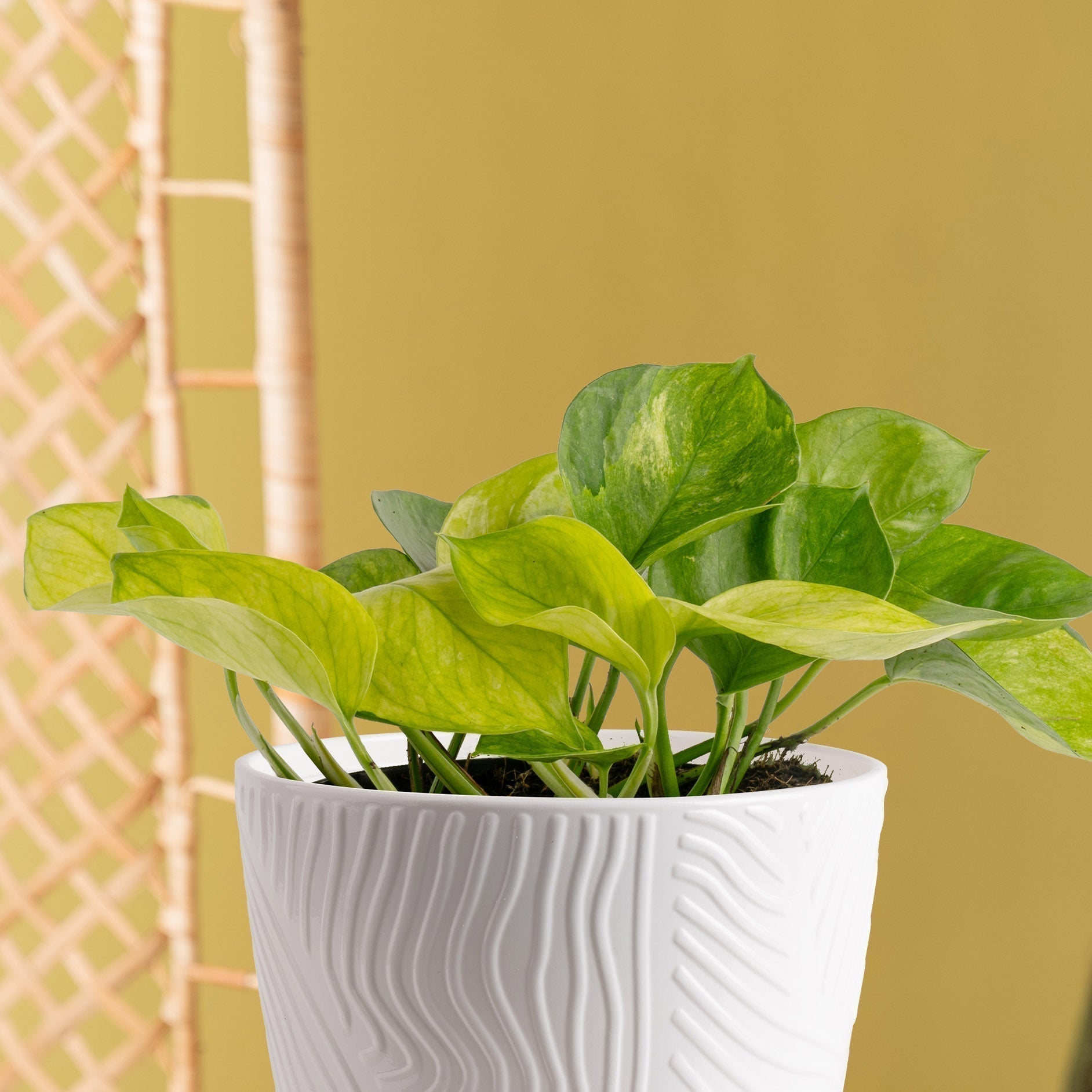 Lemon top Pothos  Costa Farms
