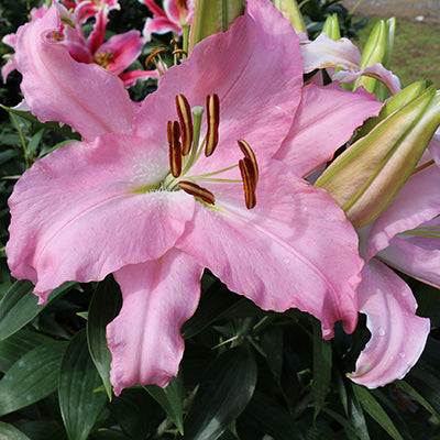 Acoustic Oriental Lily