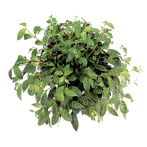 Black Pagoda Lipstick Plant