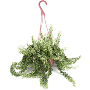 Curly Q Lipstick Plant
