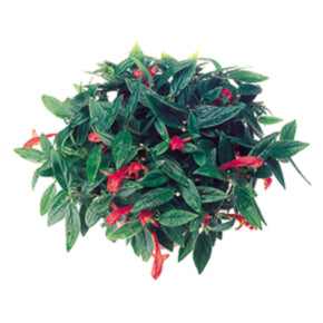 Krakau Lipstick Plant