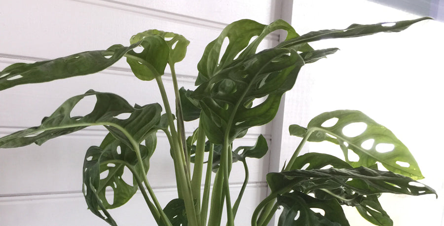 weiße monstera pflanze Monstera Deliciosa Variegata – Foliage Dreams main image 1