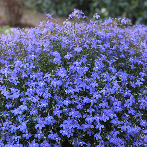 Bella Aqua Lobelia