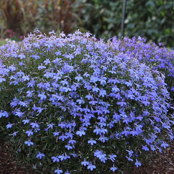 Bella Cielo Lobelia
