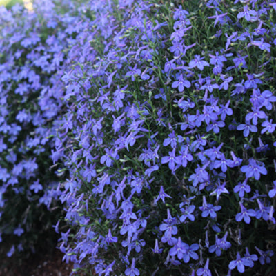 Hot Water Blue Lobelia