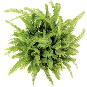 Lucky Lemon Fern