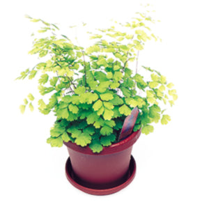 Delta Maidenhair Fern