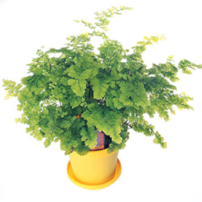 Maidenhair Fern