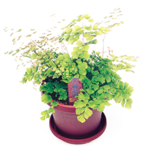 Rosy Maidenhair Fern