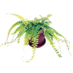 Weeping Maidenhair Fern