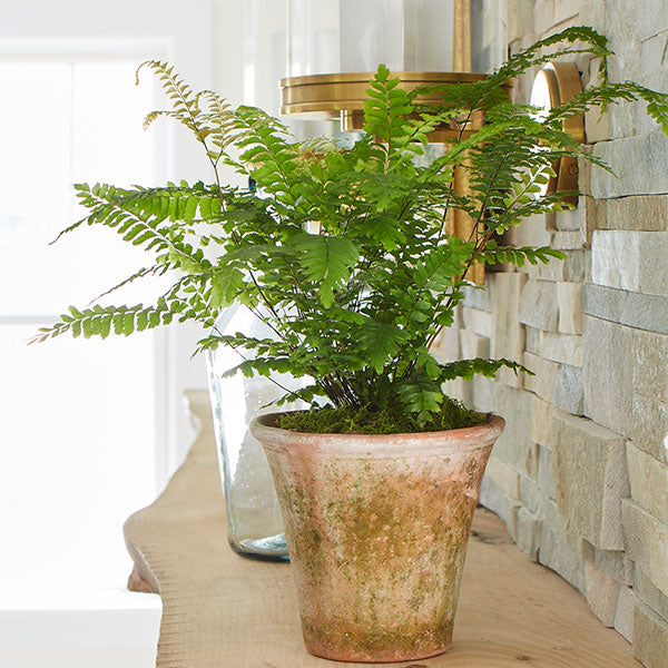 Maidenhair Fern