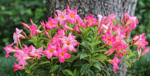 Gardening with Mandevilla