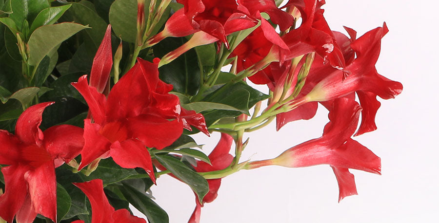 A Mandevilla Tradition