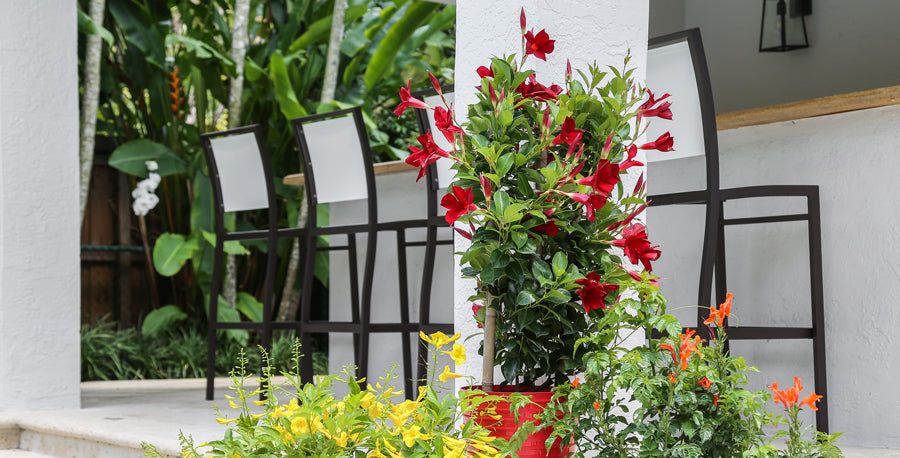 5 Reasons to Love Mandevilla