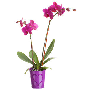 Mantén Tus Orquídeas Saludables