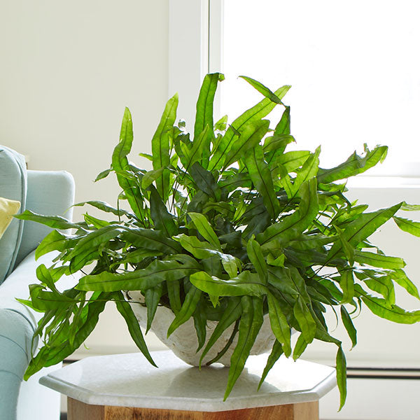 Kangaroo Fern