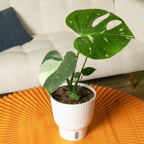 Monstera Thai Constellation houseplant in white self-watering container on a textured orange table against a white sofa