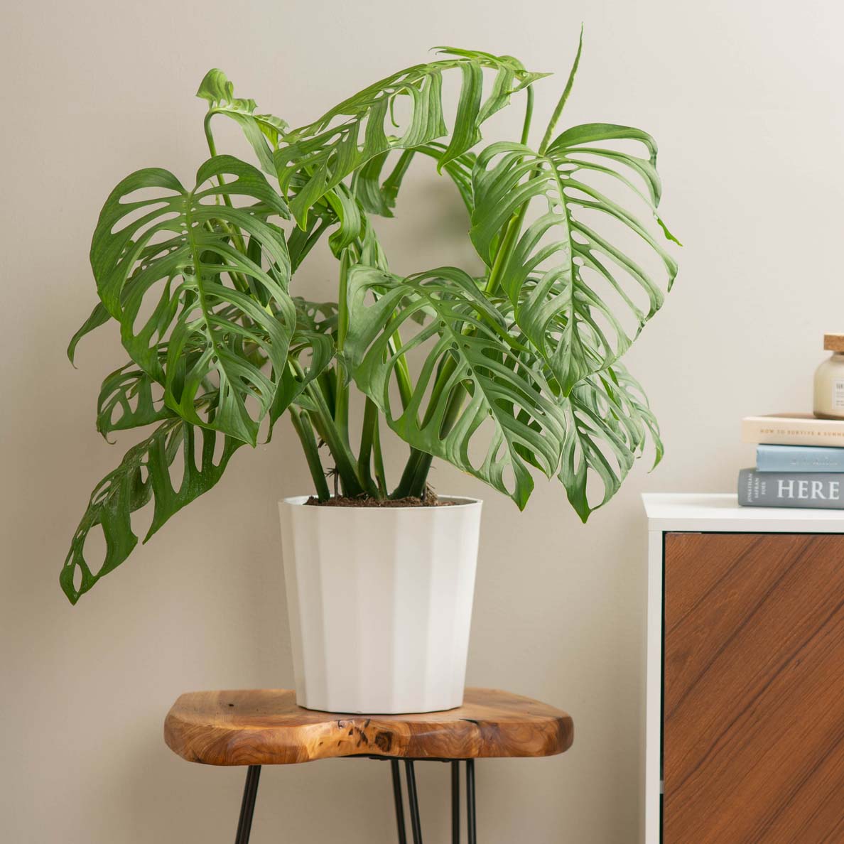 Monstera Esqueleto – Costa Farms