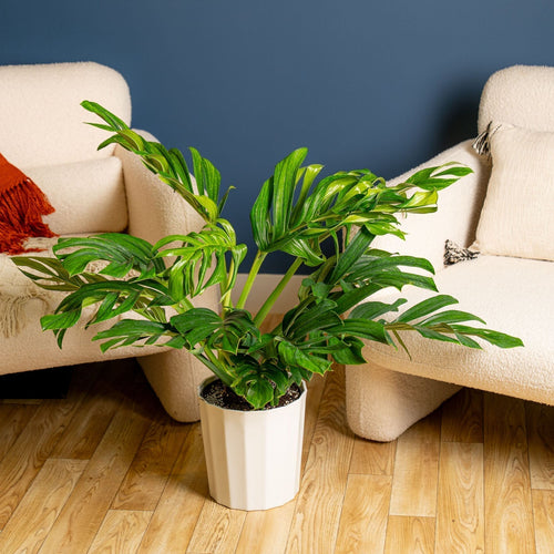 Monstera pinnatipartita