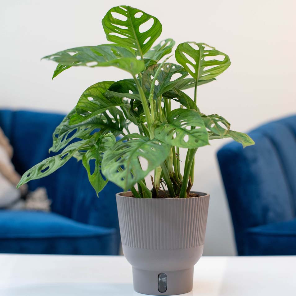 Little Swiss Monstera (also known as Monstera adansonii) in a gray self-watering container on a white coffee table in a living room with blue chairs