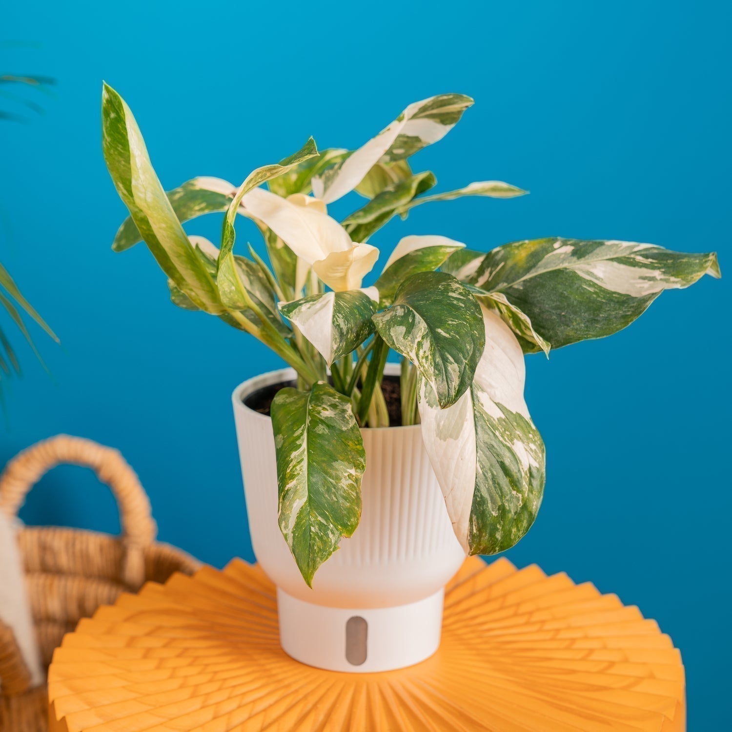 Monstera lechleriana Albo  Costa Farms