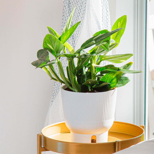 Monstera Cobra potted houseplant in a white textured planter on a gold table in front of a bright window