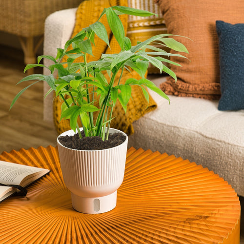 Monstera subpinnata