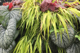 Perennial Baskets for Fall