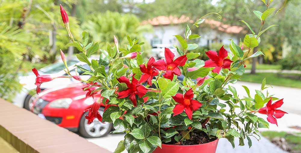 About Mounding Mandevilla  Costa Farms