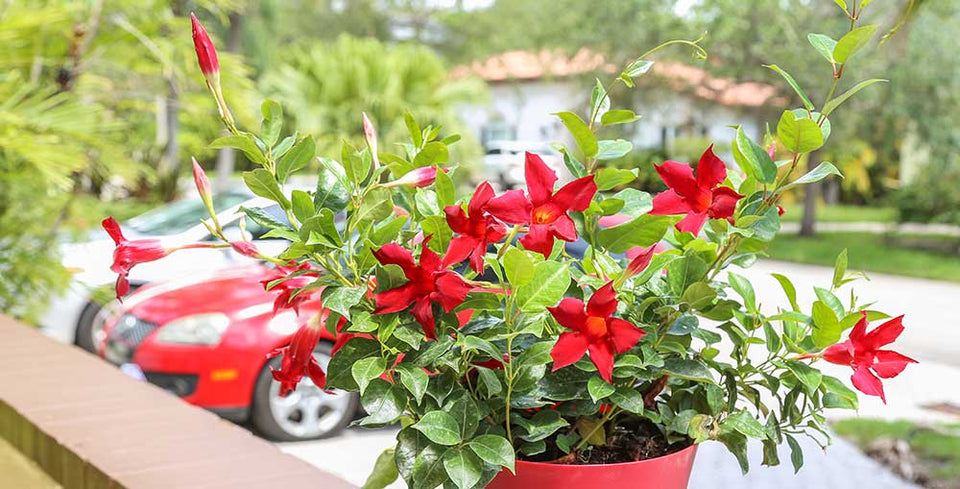 About Mounding Mandevilla