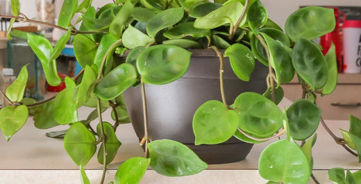 5 Tips for Raising Healthy Hoyas