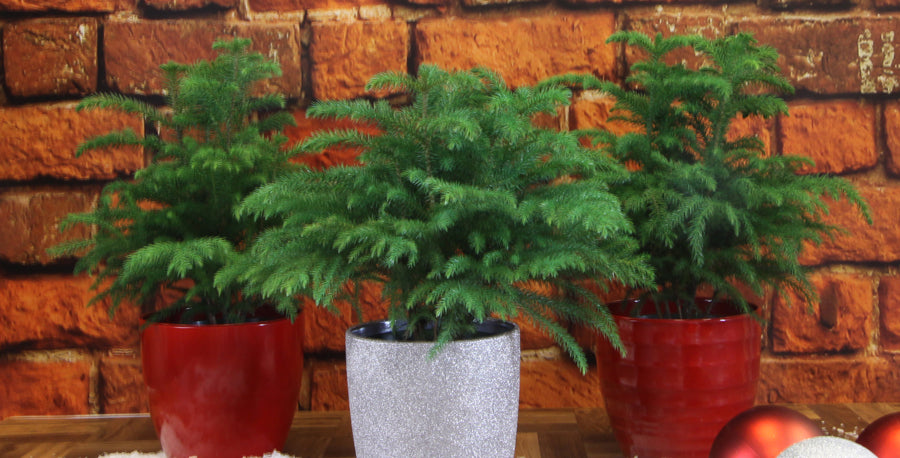 5 Reasons Why I Love Norfolk Island Pine