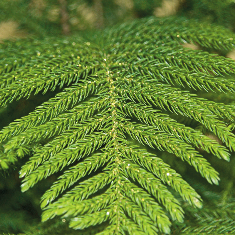 A Shopper's Guide to Buying Norfolk Island Pines