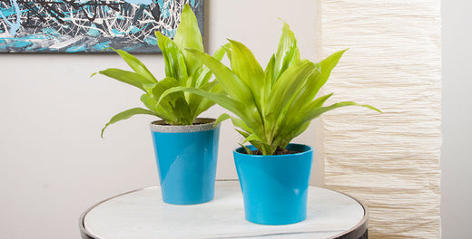 money plant purchase Pilea 'Chinese Money Plant' – Watson's Greenhouse main image 1