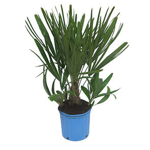 Needle Palm