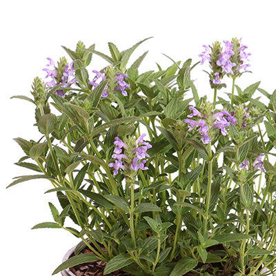 Blue Moon Catmint