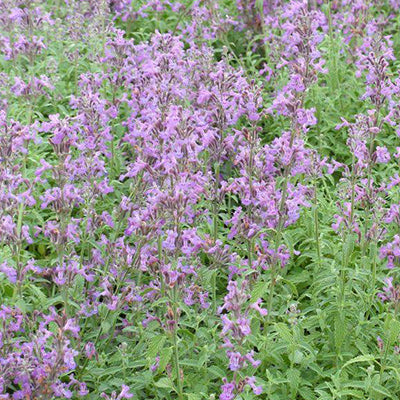 Little Trudy Catmint